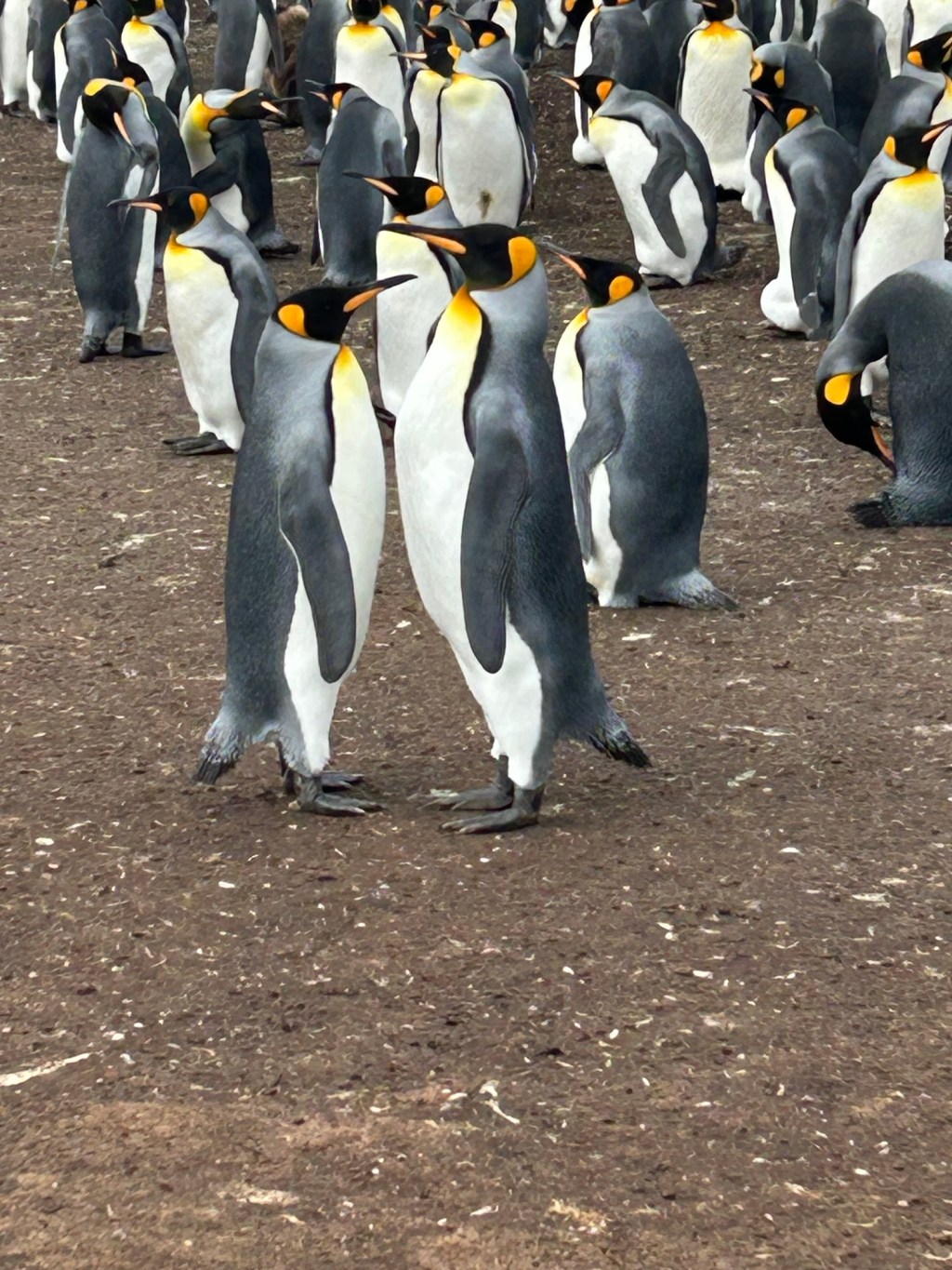 Eastern Falkland Island